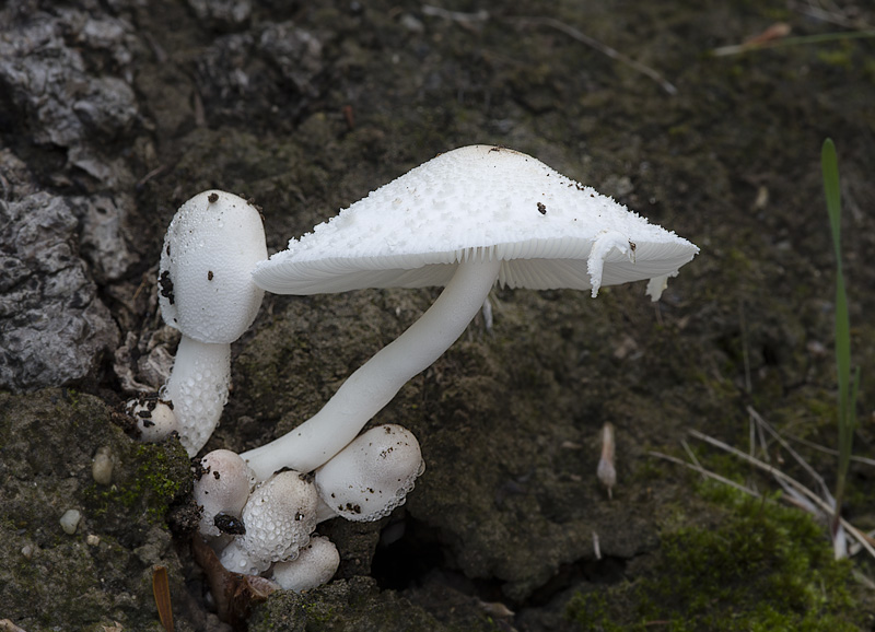 Leucocoprinus cepistipes